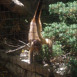 Black- capped Capuchin- 20/8/2022