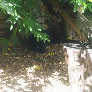 Black Jaguar- 20/8/2022