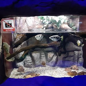 Indo Pacific Brackish Water Tank- with Archerfish!