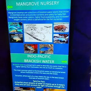 Mangrove Nursery/Indo Pacific Brackish Water Signage