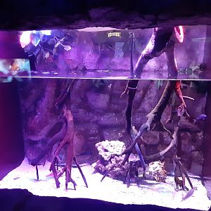 Mangrove Nursery Tank