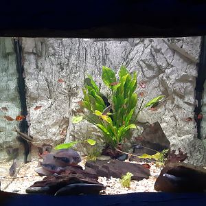 Amazon Nursery Tank- with knifefish