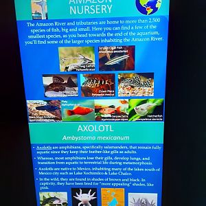 Amazon Nursery/Axolotl Signage