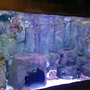 "Trouble in Paradise?" Tank