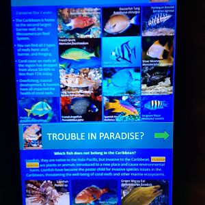 Trouble in Paradise/Caribbean Reef Signage