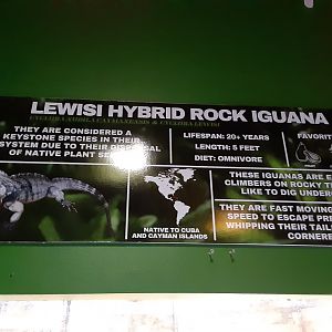 Hybrid Rock Iguana Signage