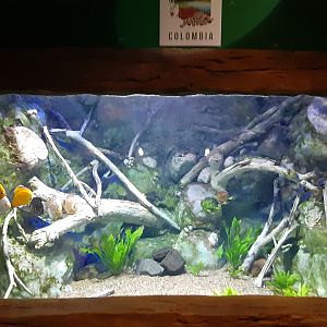 South American Discus Tank