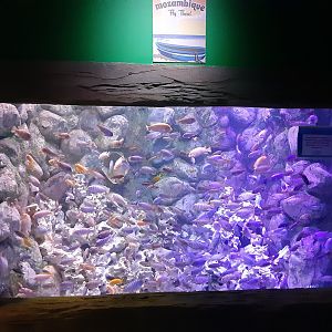 African Cichlids Signage