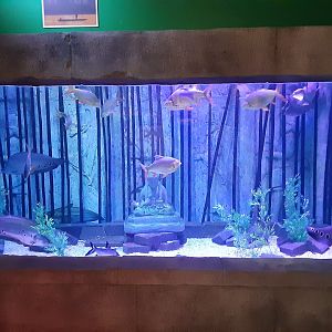 Rivers of Thailand Tank