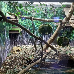 Mangrove Monitor Exhibit (two lizards)