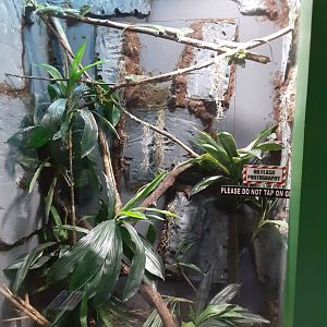 Cuban Knight Anole Exhibit
