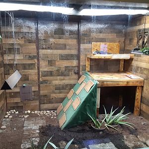 Hybrid Iguana Exhibit