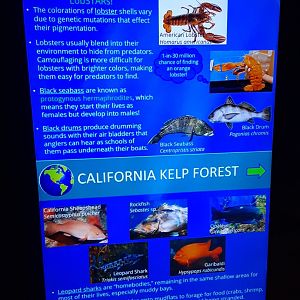North Atlantic Coast/California Kelp Forest Signage