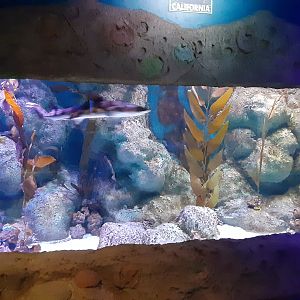California Kelp Forest Tank- including Leopard Shark