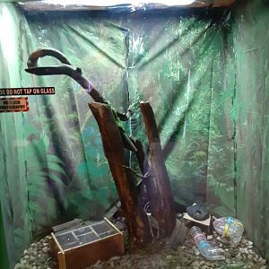 Green Keeled Lizard Exhibit