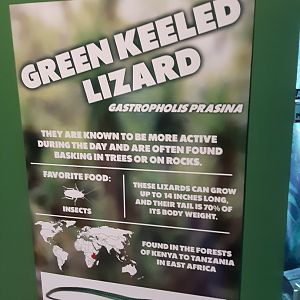 Green Keeled Lizard Signage