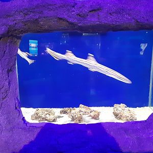 Coral Catshark/Epaulette Shark exhibit