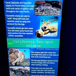 Sharks/Octopus Signage