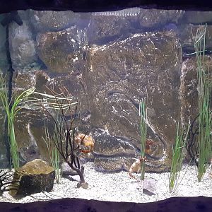 Pot-Bellied Seahorse Tank