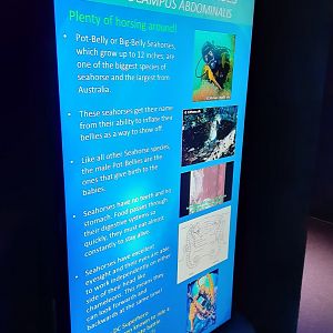 Pot-Bellied Seahorse Signage