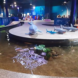 Part of Koi Touch Tank River