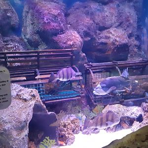 North Atlantic Coast Tank