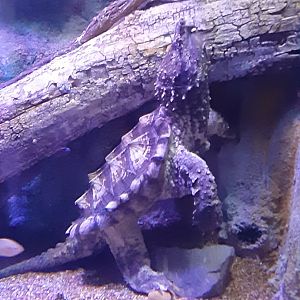 Alligator Snapping Turtle