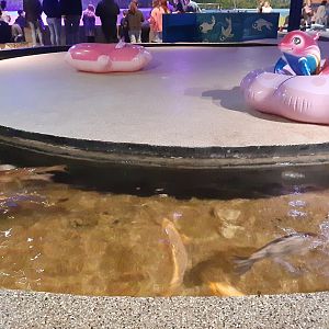 Part of Koi Touch Tank River