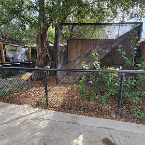 OC Zoo - Barbary dove / ringed turtle dove