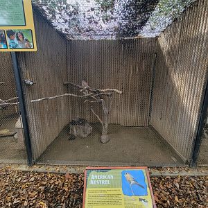 OC Zoo - American kestrel