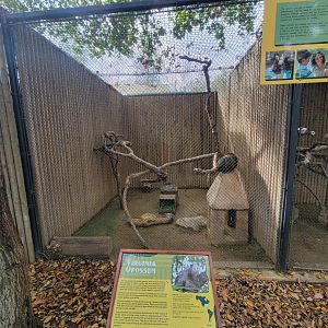 OC Zoo - Virginia opossum