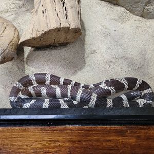 OC Zoo - California kingsnake