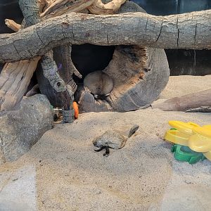 OC Zoo - Ringtail/cacomistle