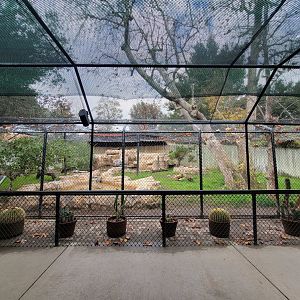 OC Zoo - Cougar exhibit #1