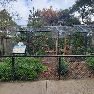 OC Zoo - Canada lynx