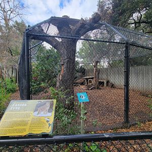 OC Zoo - Canada lynx