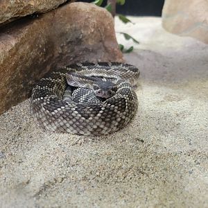 OC Zoo - Southern Pacific rattlesnake