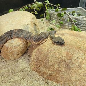 OC Zoo - Southwestern speckled rattlesnake