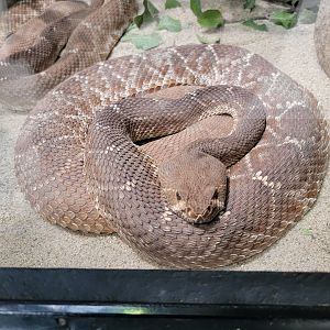 OC Zoo - Red diamond rattlesnakes