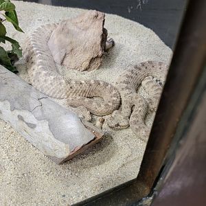 OC Zoo - Sidewinders