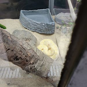 OC Zoo - Leucistic western diamondback