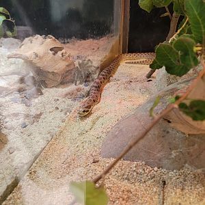 OC Zoo - Western hognose snake