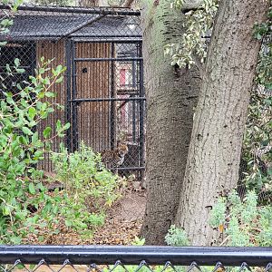 OC Zoo - Ocelot thinking about coming outside