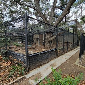 OC Zoo - Bobcat exhibit