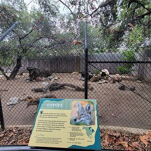 OC Zoo - Coyotes