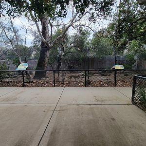 OC Zoo - Coyotes