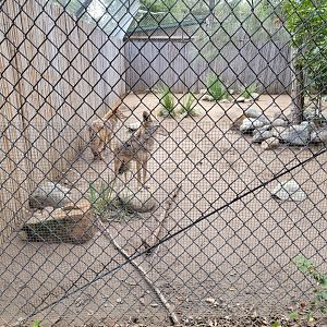 OC Zoo - Coyotes