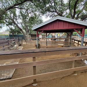OC Zoo - Children's Zoo, goats
