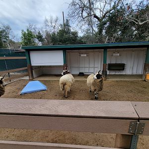 OC Zoo - Children's Zoo, Jacob sheep