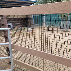 OC Zoo - Children's Zoo, Patagonian mara